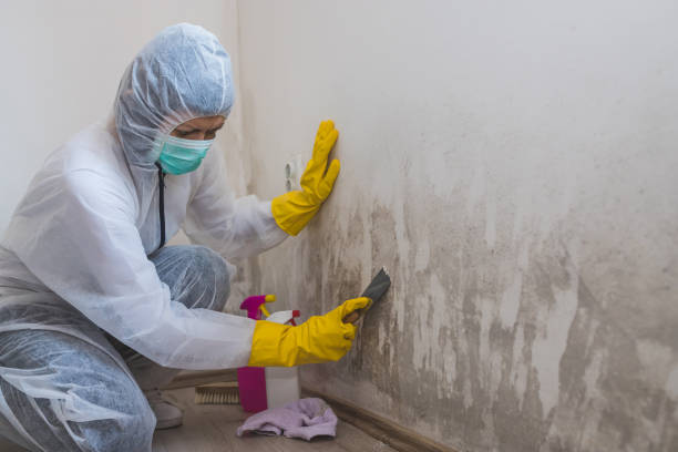 Environmental Consulting for Mold Prevention in Newcastle, OK